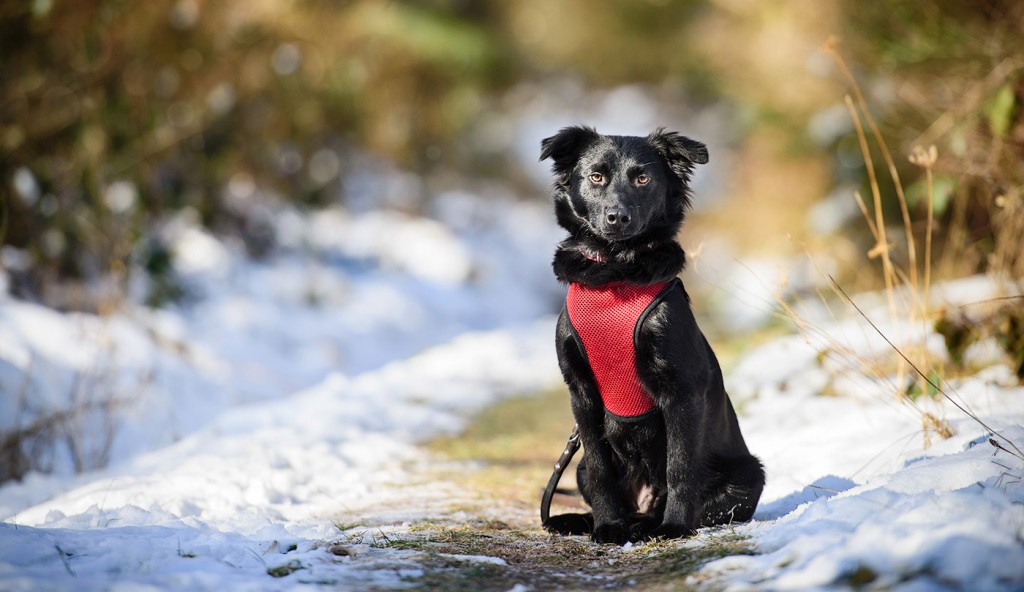 Olly im Schnee: Hundefotografie in Trier für Fellkinder in Not (180mm, f2.8, 1/1000 sek, ISO 200)